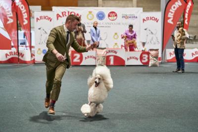 exhibición canina 2022