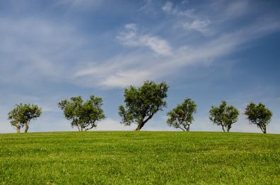 arboles medio ambiente