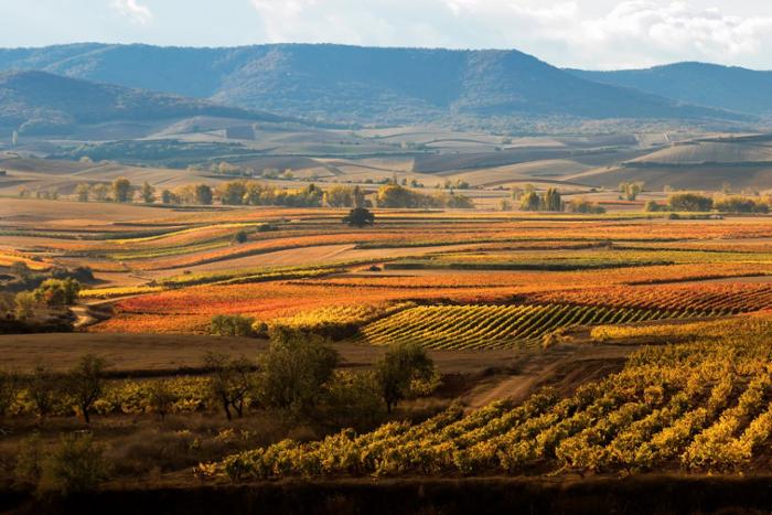 La Rioja vineyards in autumn.