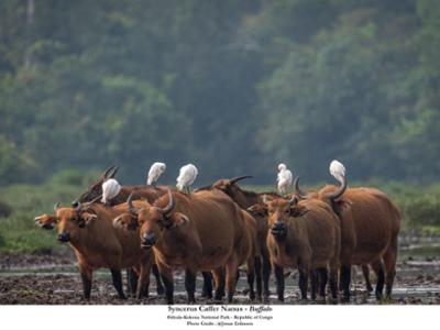 A herd of buffalo in the Republic of Congo.