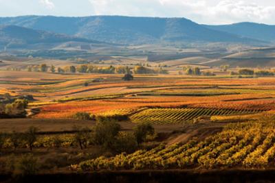 Viñedos de La Rioja en otoño.