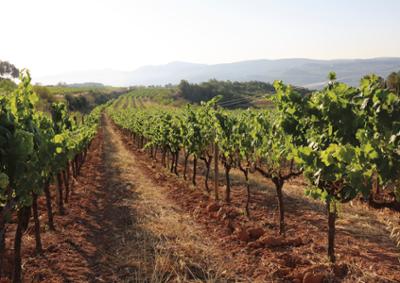 Vista de unas tierras agrícolas en Sant Sadurní d’Anoia.