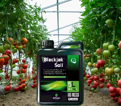 BLACKJAK SOIL: El impulso inicial que las raíces cultivos merecen