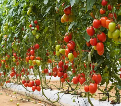 LAĈIO: el tomate pera innovador para toda la cadena