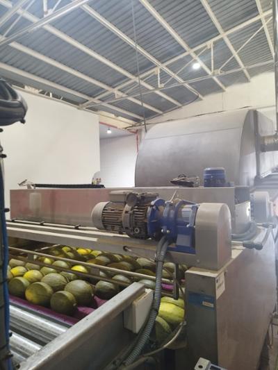 Maching processing melons