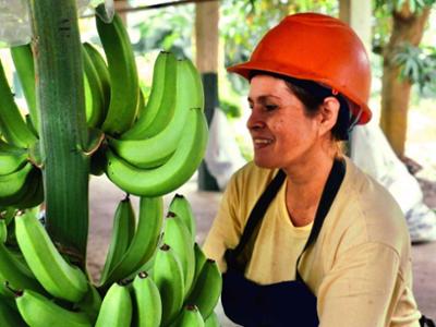 Mujer cogiendo árbol de banana