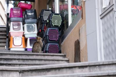 Imagen cajas transportes animales de compañía