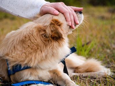 Image of a dog being petted by a person