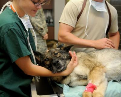 Imagen de un veterinario atendiendo a una mascota