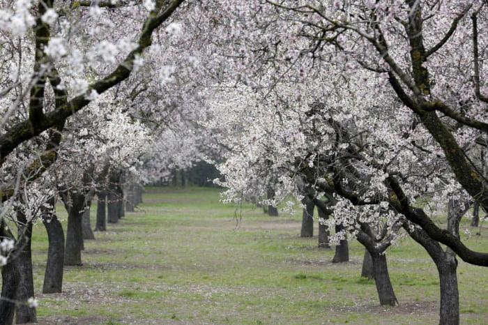 Almendros en flor en La Quinta de los Molinos