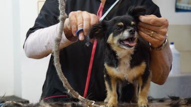 cortar-pelo-perro-casa