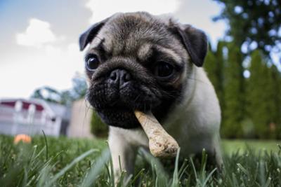 Ejemplos de dieta BARF para tu perro