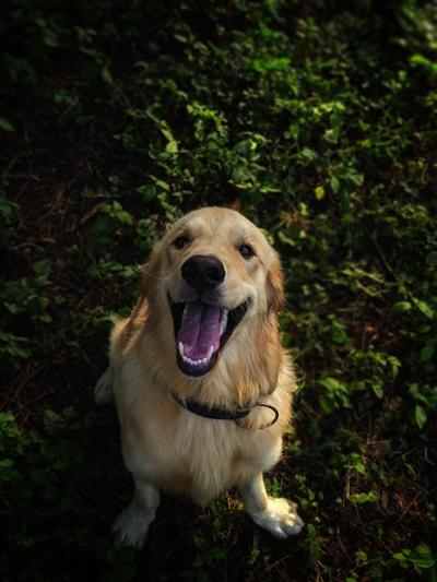 Golden retriever entre los perros más inteligentes