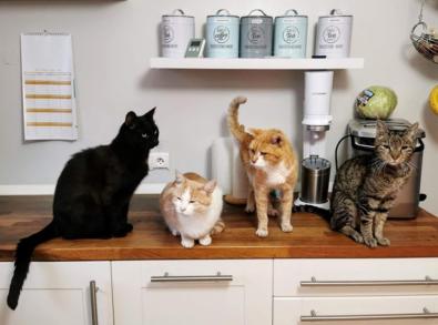 Imagen de gatos en una cocina