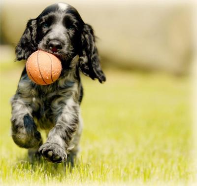 perro cachorro con pelota en la boca