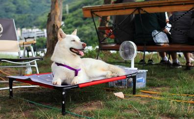 perro en el jardin con ventilador