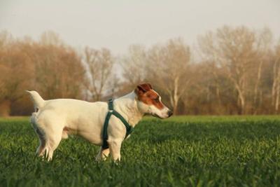 Perro en el parque