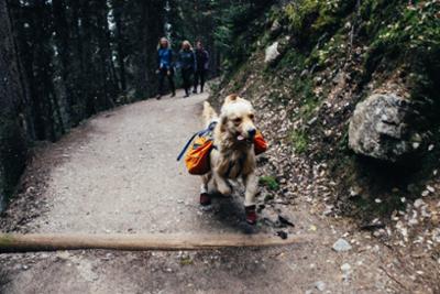 Perro en una ruta de senderismo en Madrid