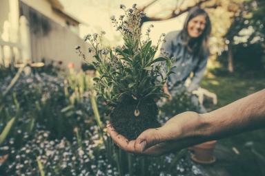 plantas