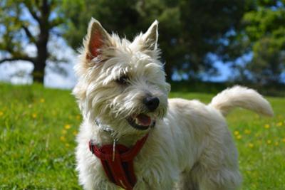 Razas de perros para personas con alergia